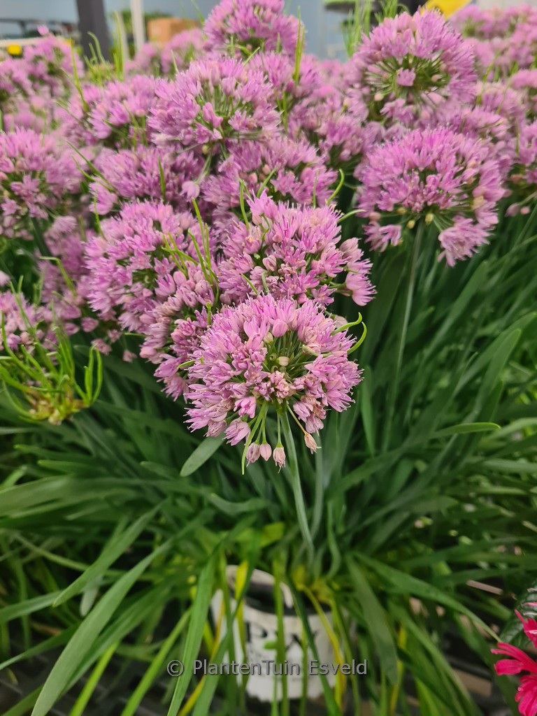 Allium ‘Serendipity’