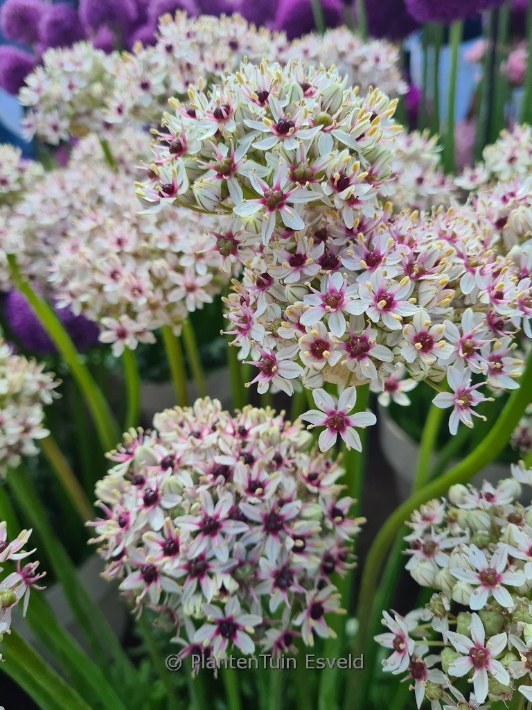 Allium ‘Silverspring’