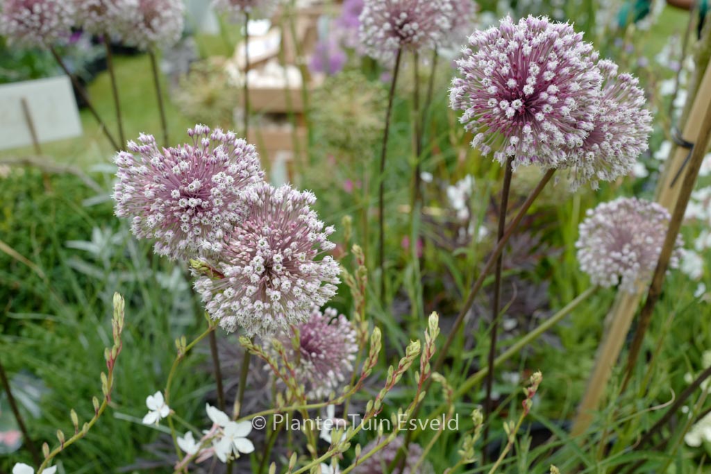 Allium ‘Summer Drummer’