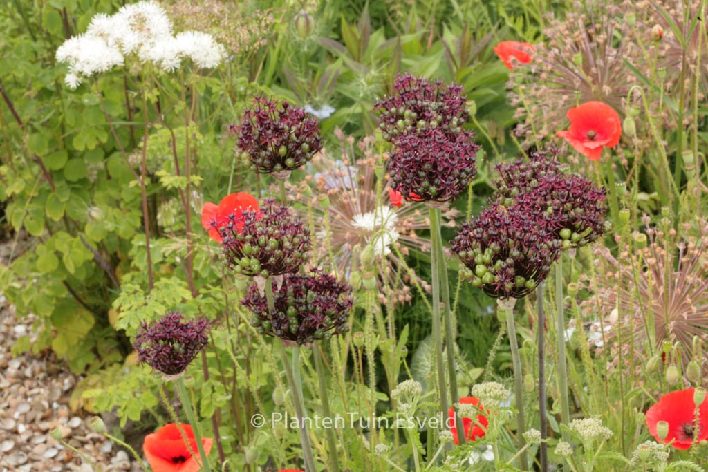 Allium atropurpureum