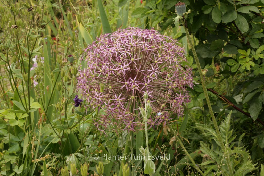 Allium christophii