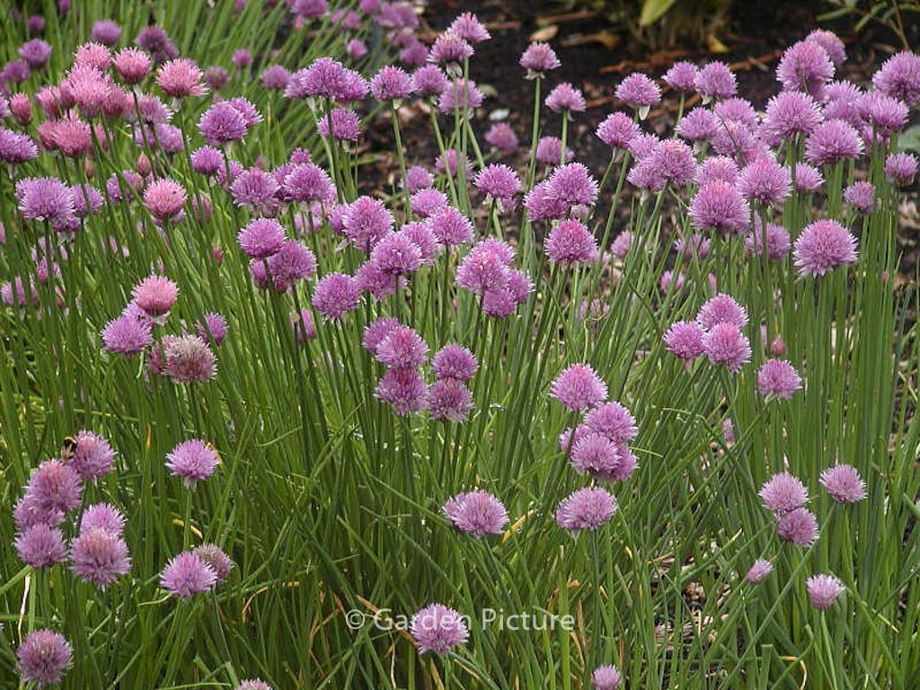 Allium schoenoprasum ‘Forescate’