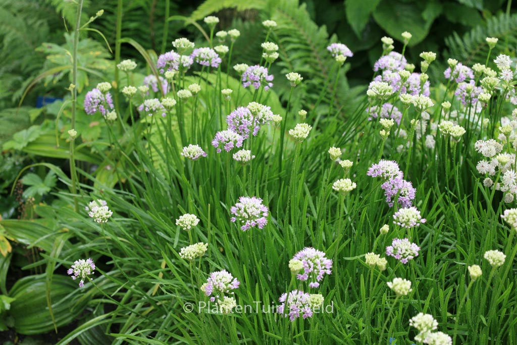 Allium senescens