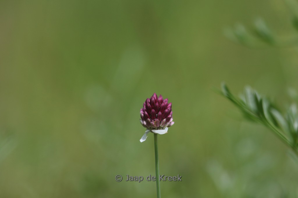 Allium sphaerocephalon