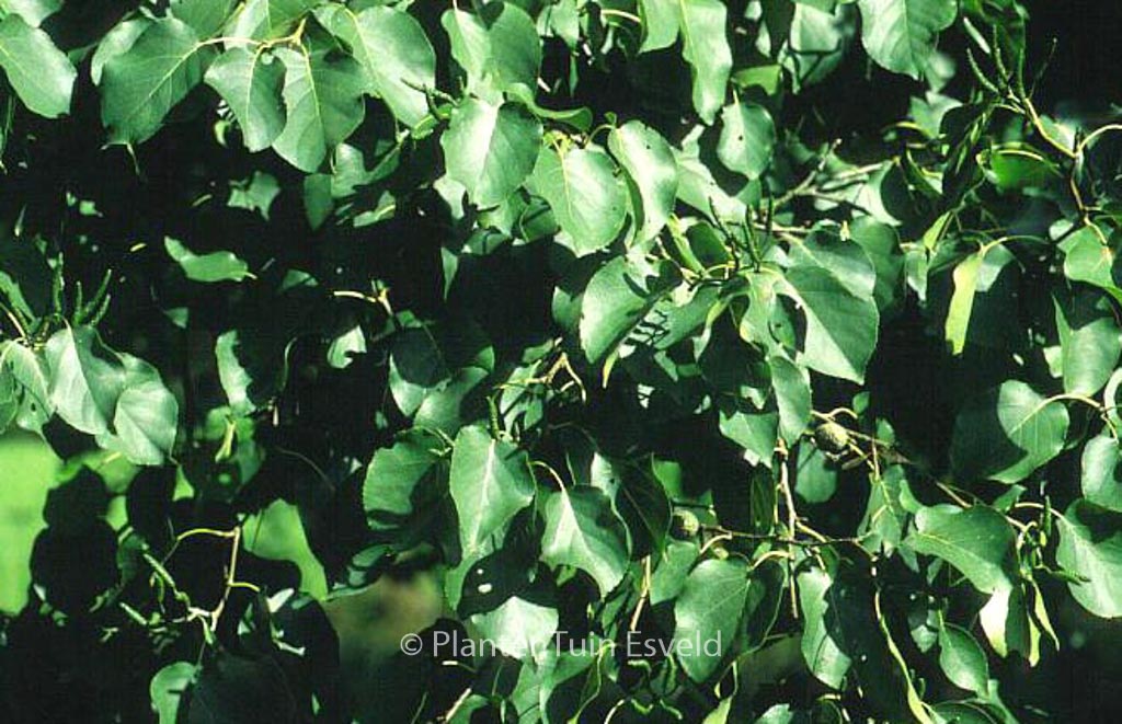 Alnus cordata