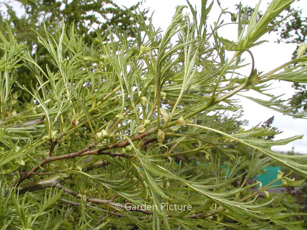 Alnus glutinosa ‘Imperialis’