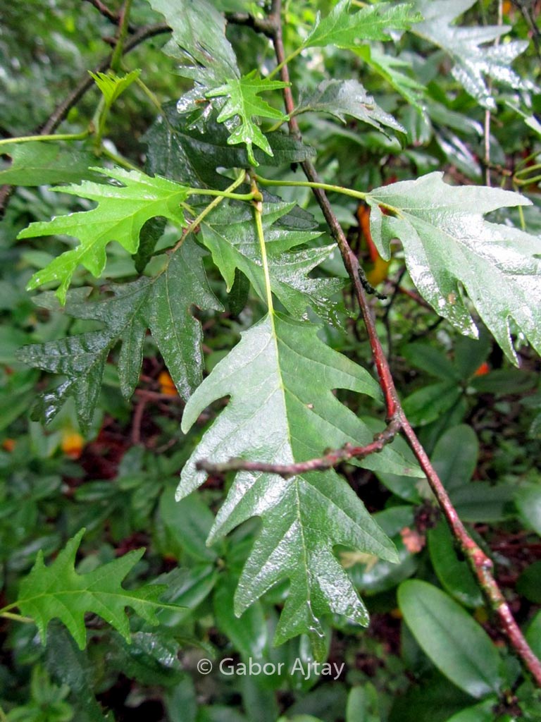 Alnus glutinosa ‘Laciniata’