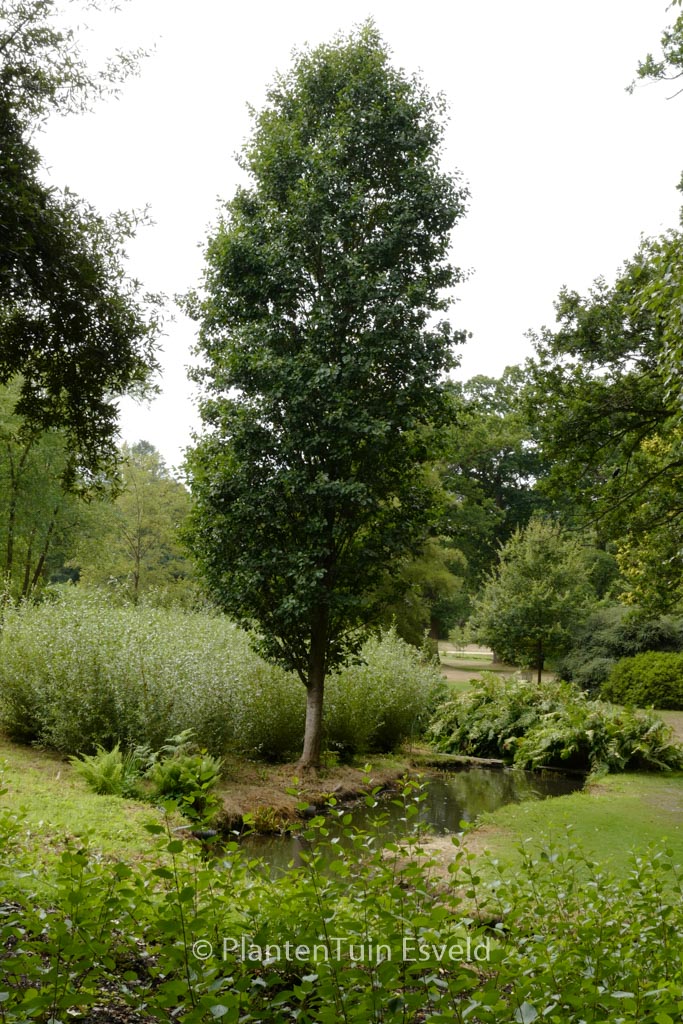 Alnus glutinosa ‘Pyramidalis’