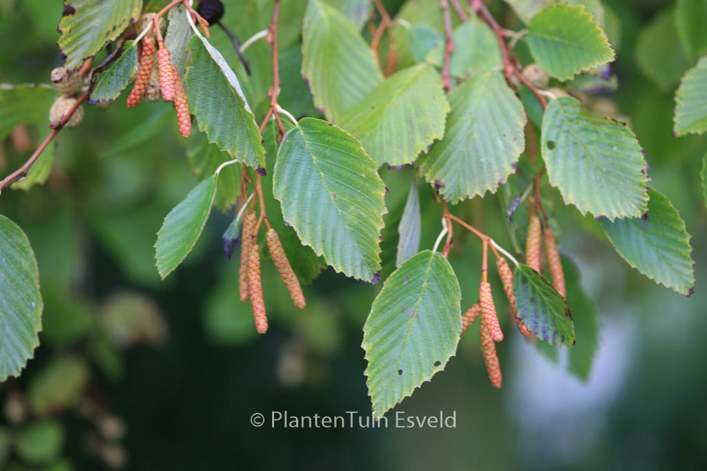 Alnus incana ‘Aurea’