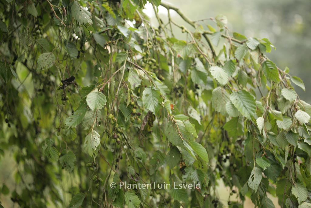 Alnus incana ‘Pendula’