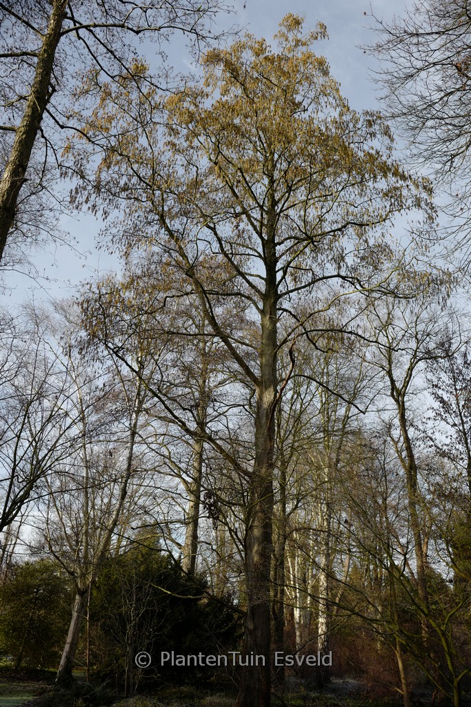 Alnus subcordata