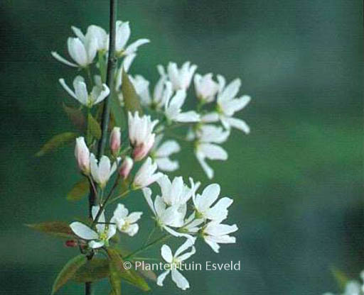 Amelanchier ‘Ballerina’