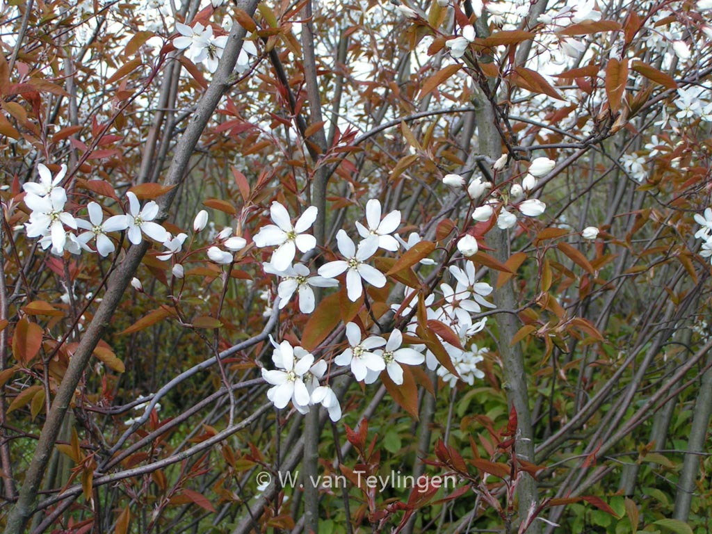 Amelanchier ‘Snowflakes’