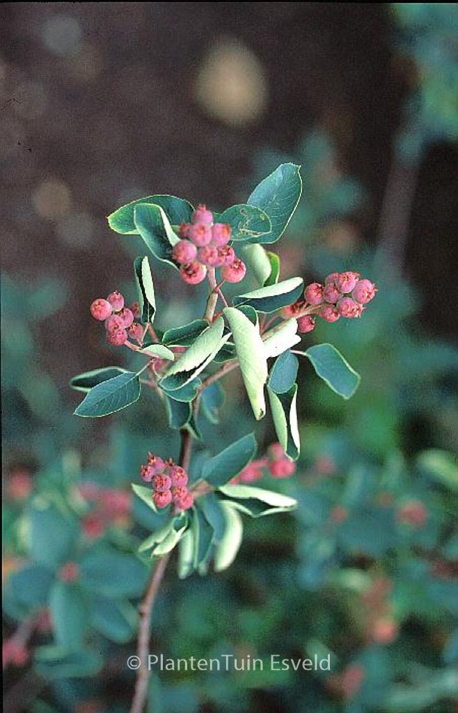 Amelanchier alnifolia ‘Smoky’