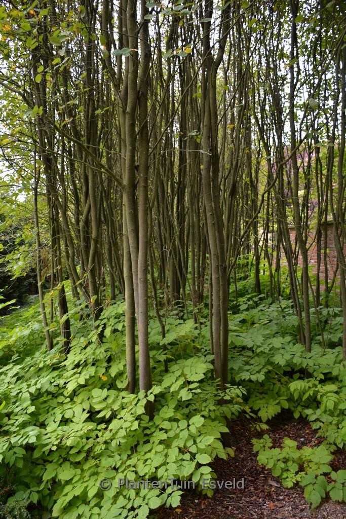 Amelanchier arborea ‘Robin Hill’