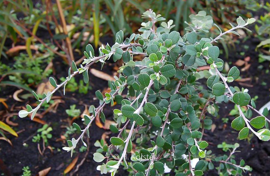 Amelanchier denticulata