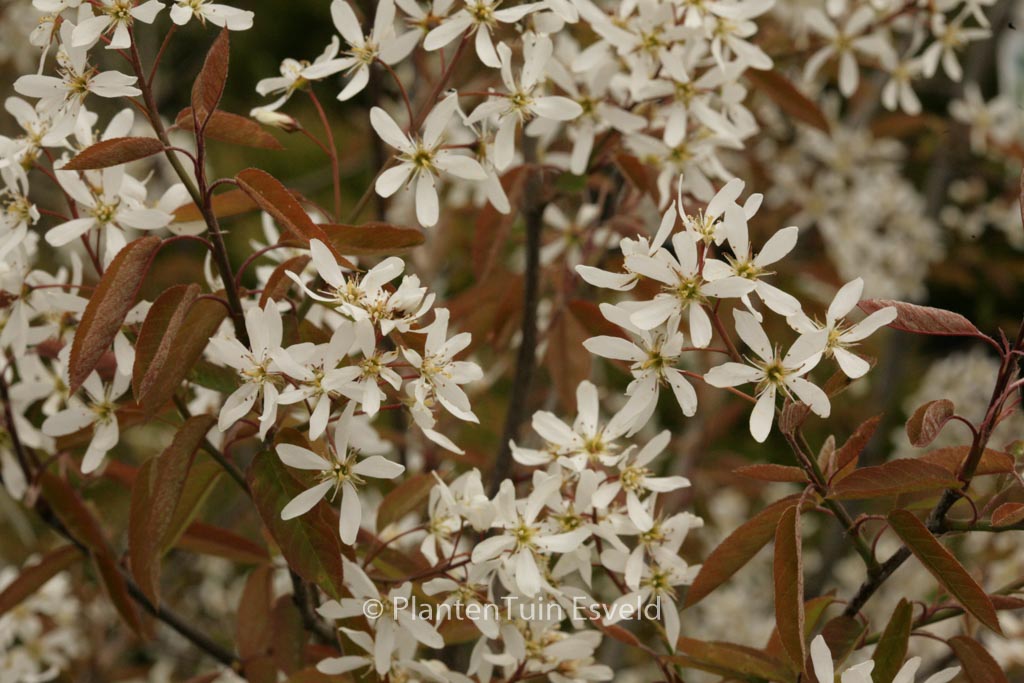 Amelanchier lamarckii