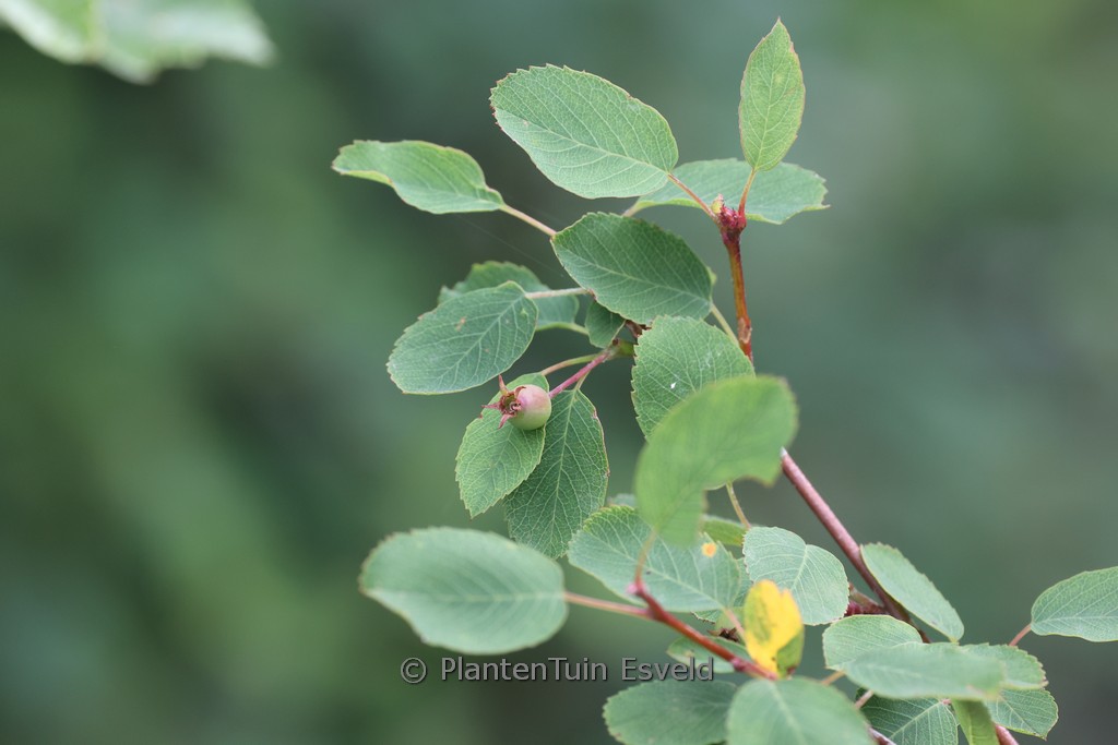 Amelanchier ovalis