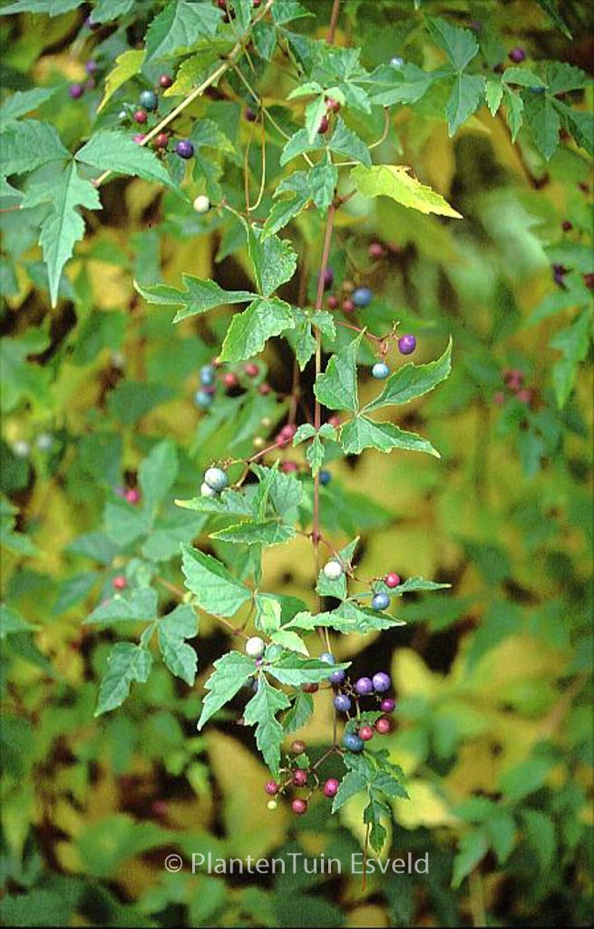 Ampelopsis aconitifolia