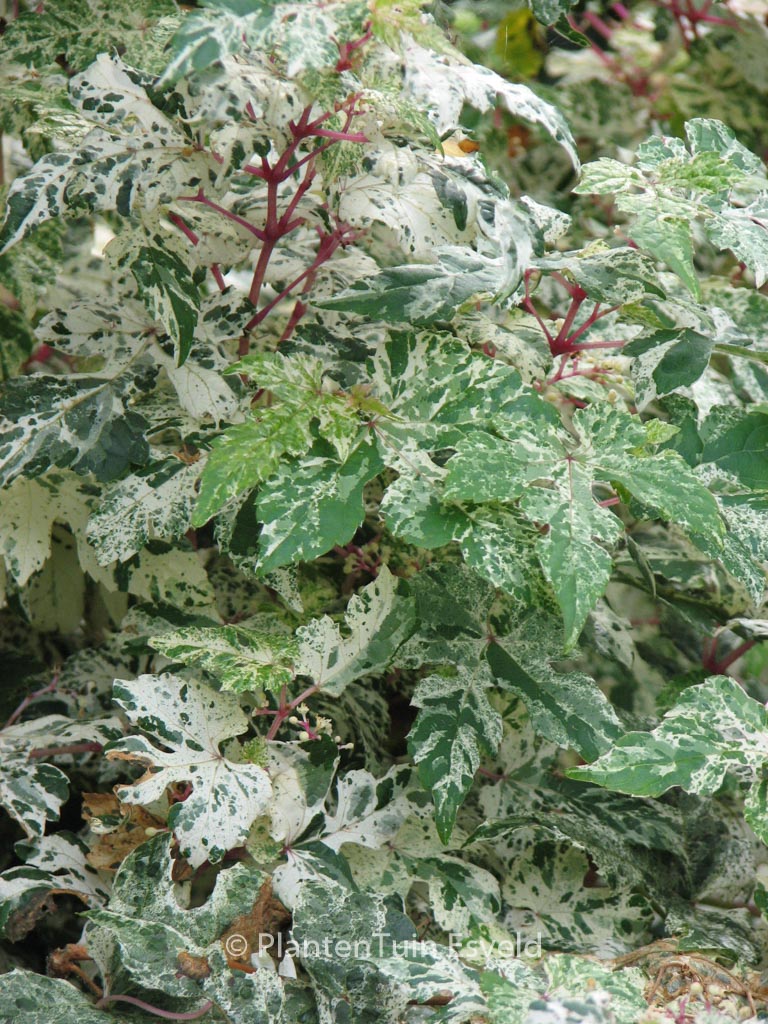 Ampelopsis glandulosa ‘Elegans’