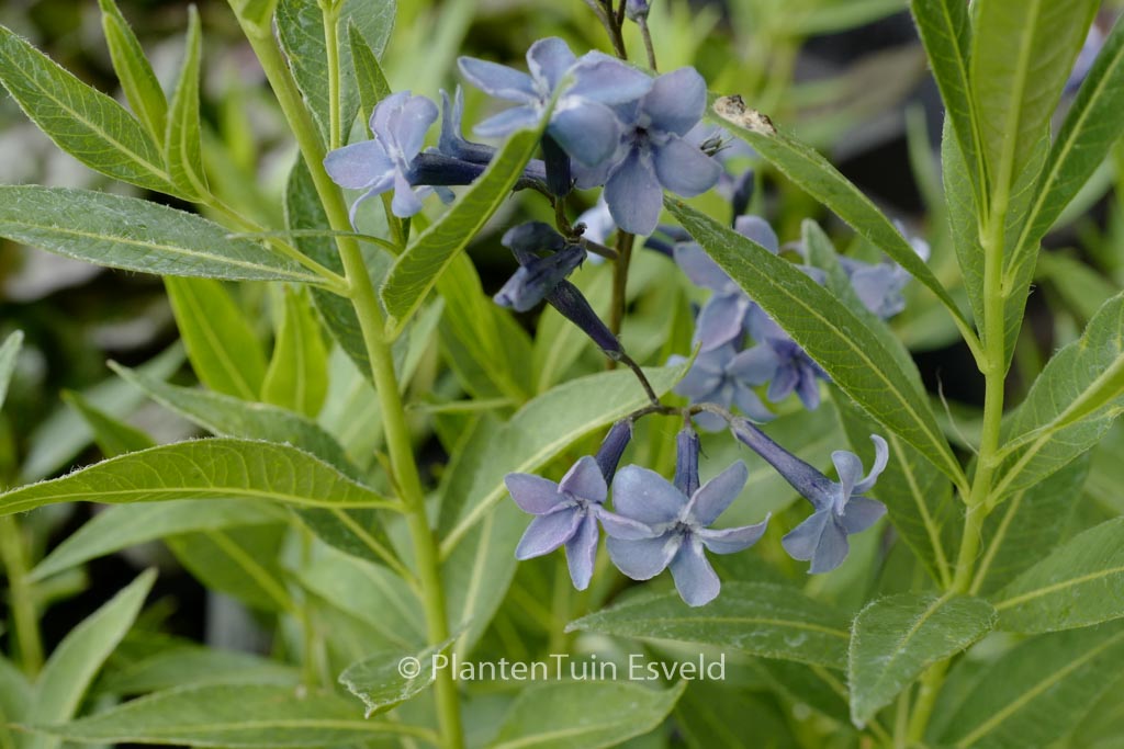 Amsonia ‘Blue Ice’