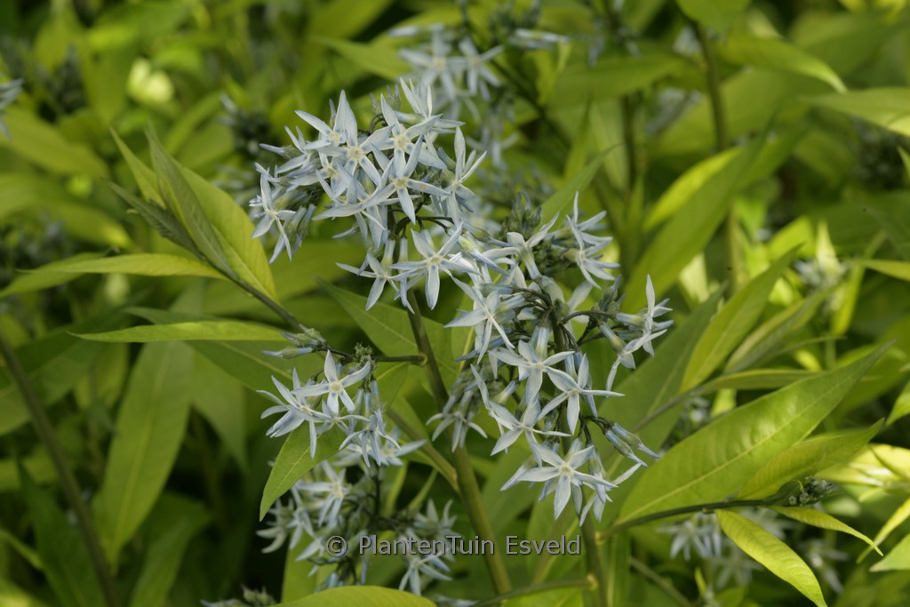 Amsonia ciliata