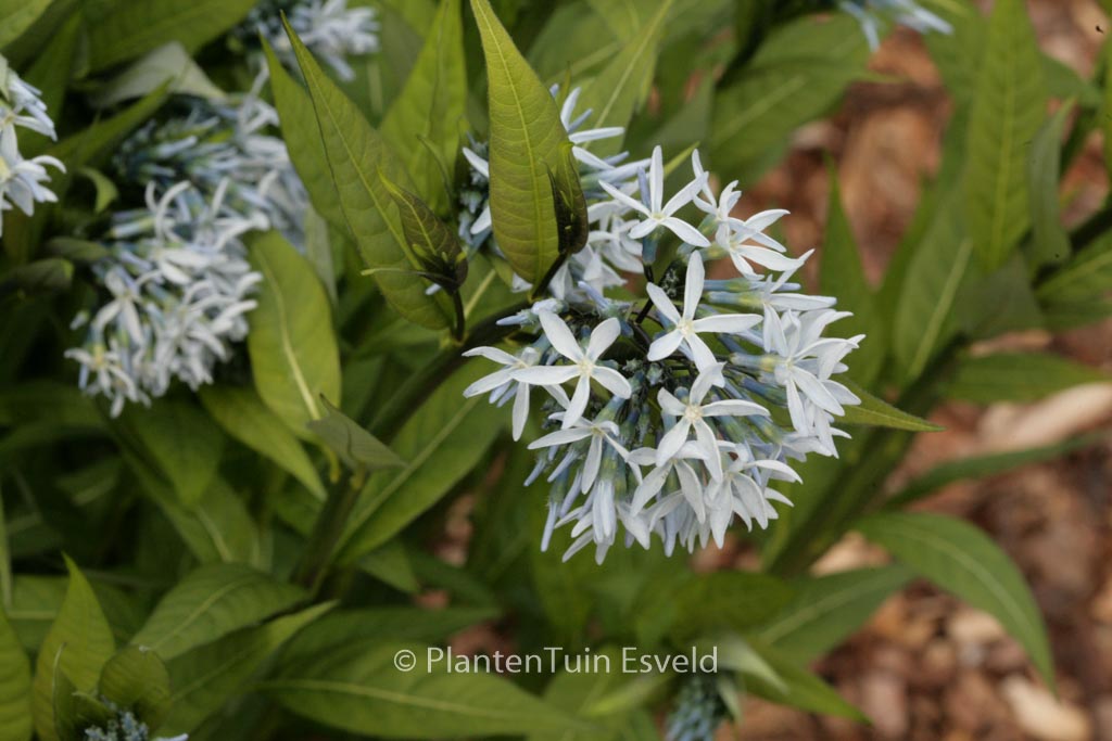 Amsonia illustris