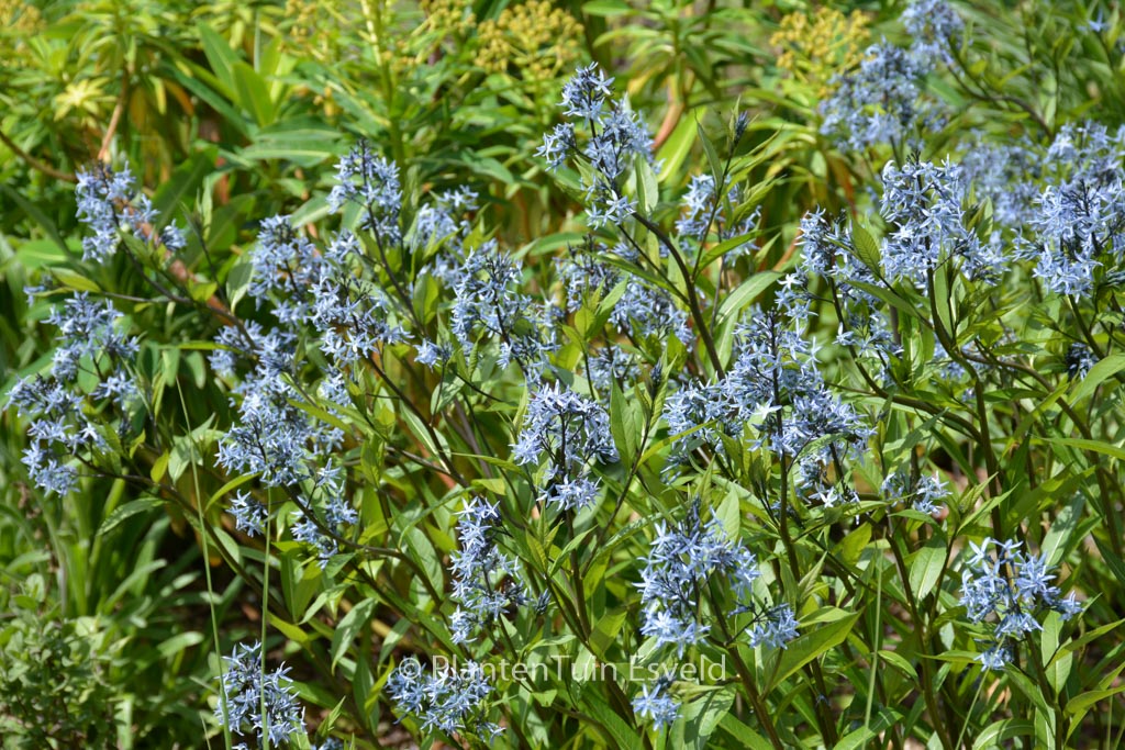 Amsonia orientalis