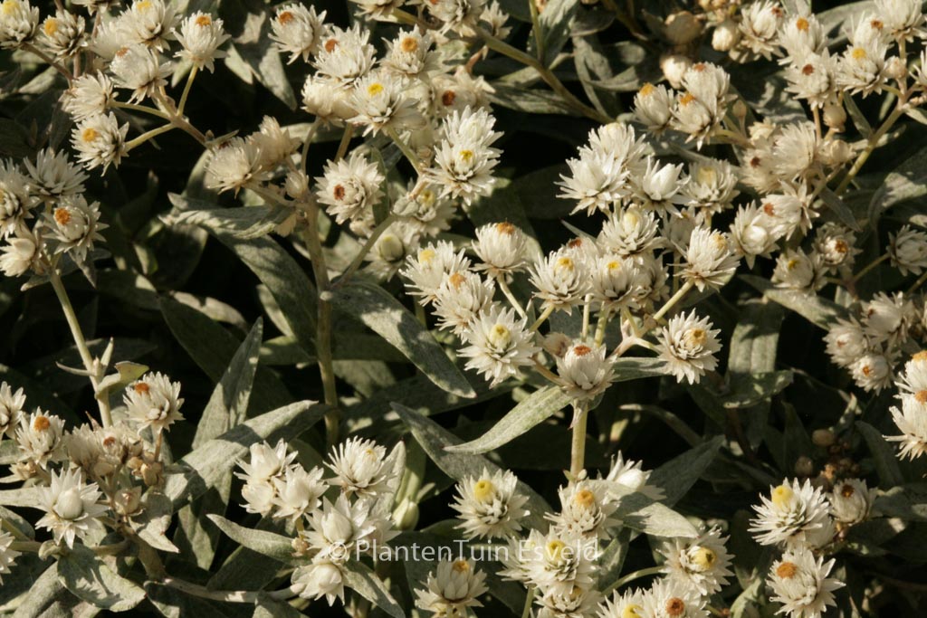 Anaphalis triplinervis ‘Sommerschnee’