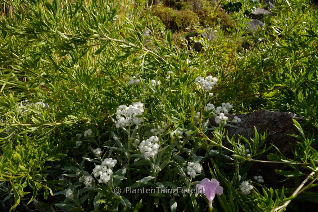 Anaphalis triplinervis