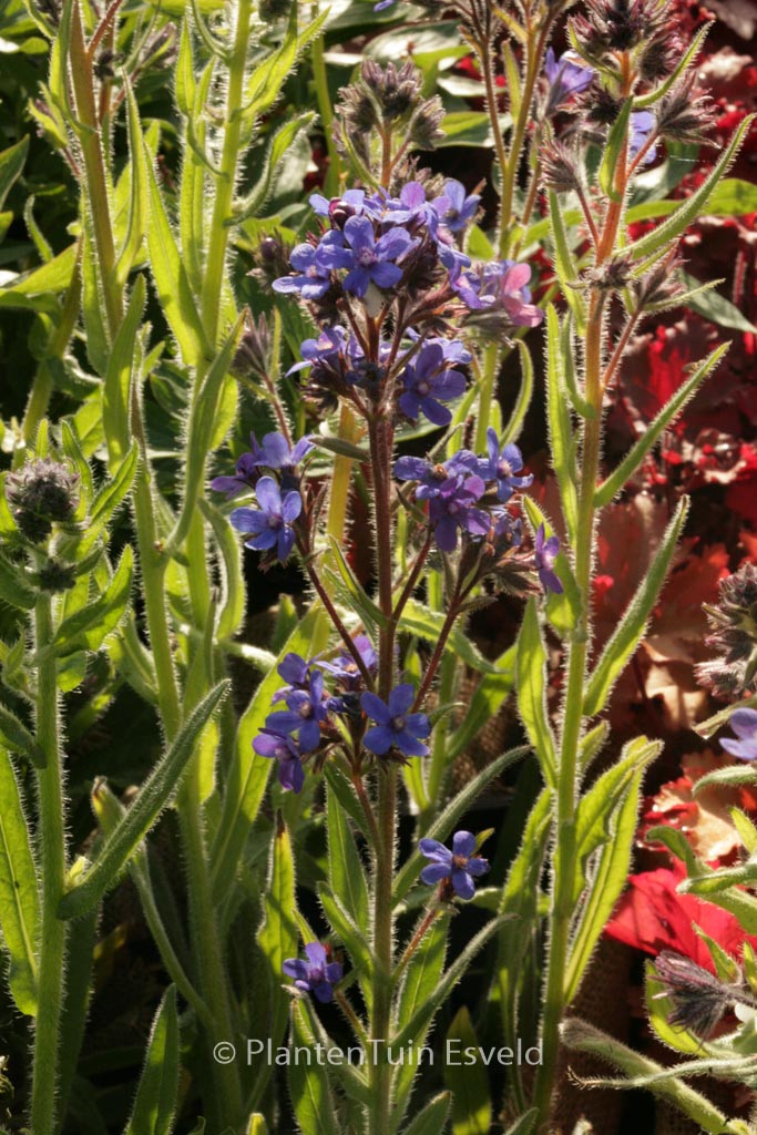 Anchusa azurea ‘Dropmore’