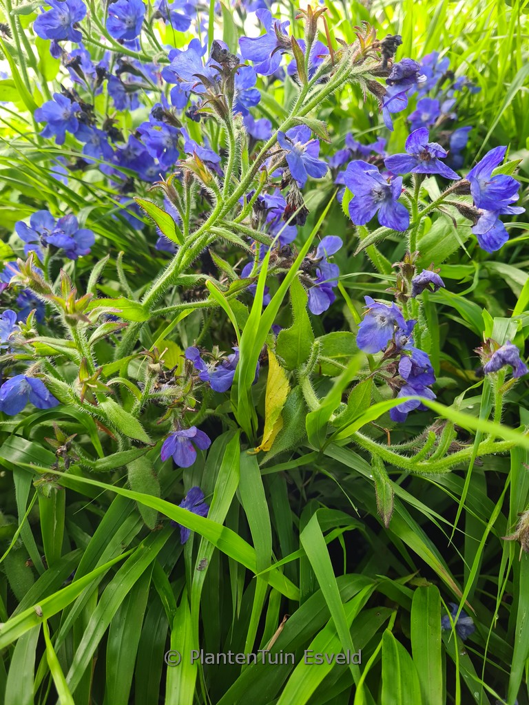 Anchusa azurea ‘Loddon Royalist’