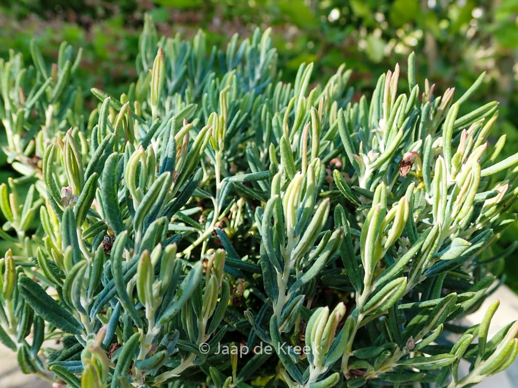 Andromeda polifolia ‘Blue Ice’