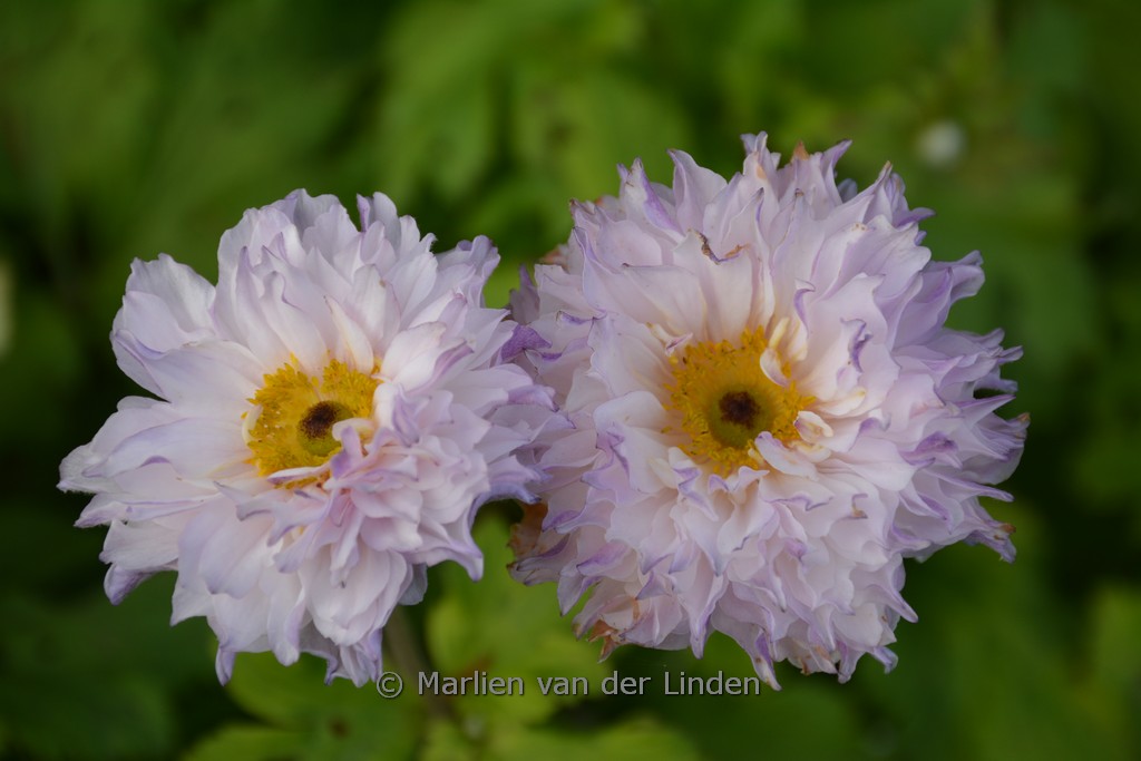 Anemone ‘FP007’ (FRILLY KNICKERS)