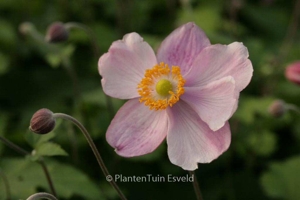 Anemone hupehensis ‘Little Princess’