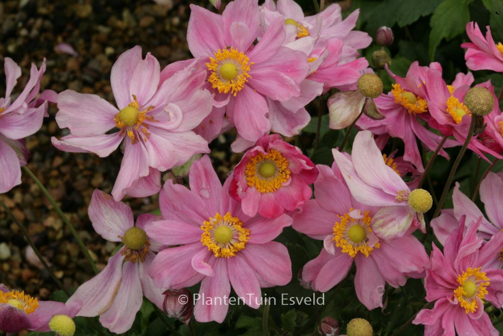 Anemone hupehensis ‘Pretty Lady Emily’