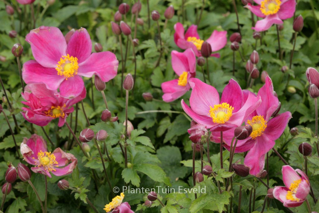 Anemone hupehensis ‘Red Riding Hood’ (FANTASY RED RIDING HOOD)