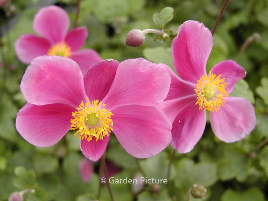 Anemone hupehensis ‘Splendens’