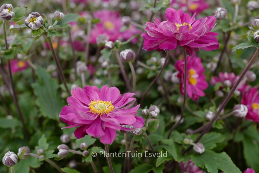 Anemone hybrida ‘Bressingham Glow’
