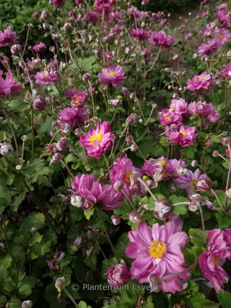 Anemone hybrida ‘Carmen’