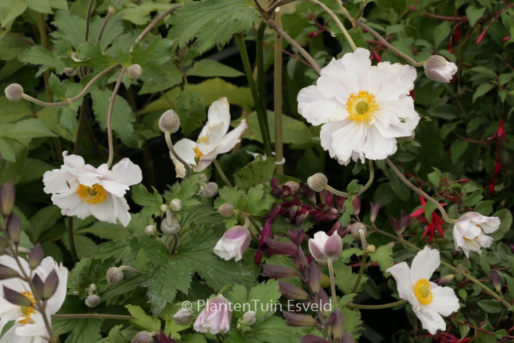 Anemone hybrida ‘Dreaming Swan’