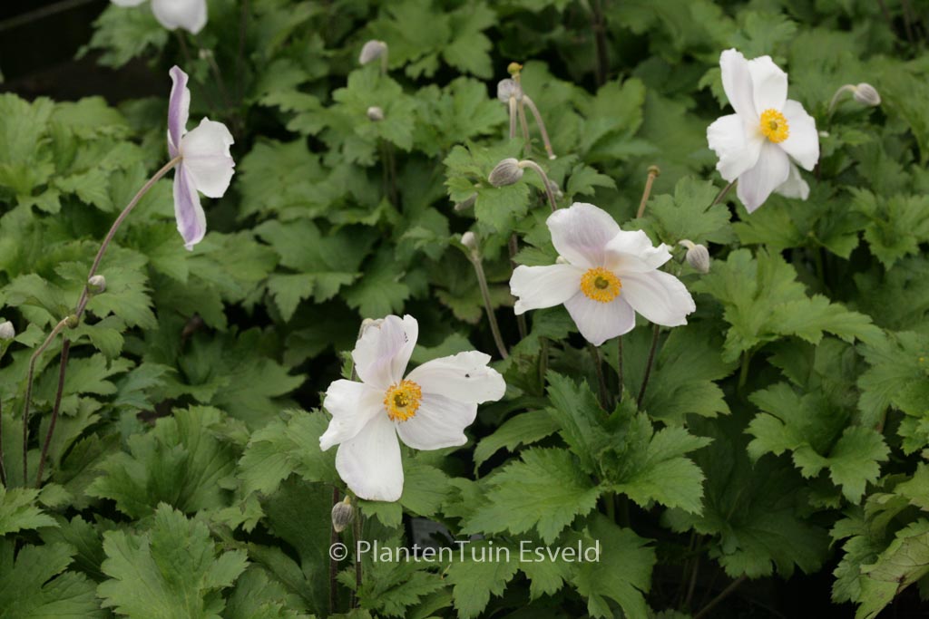 Anemone hybrida ‘Elfin Swan’
