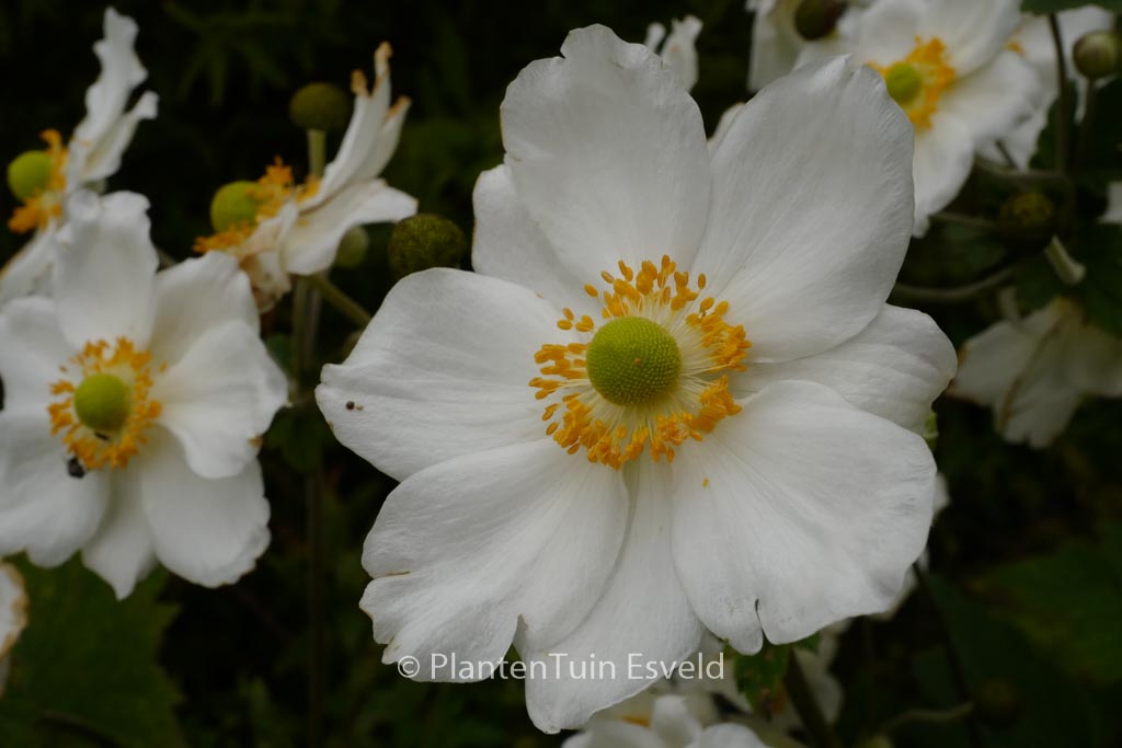 Anemone hybrida ‘Honorine Jobert’