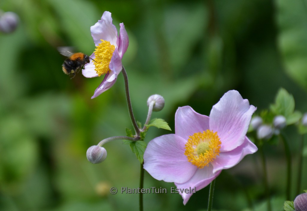 Anemone hybrida ‘Koenigin Charlotte’