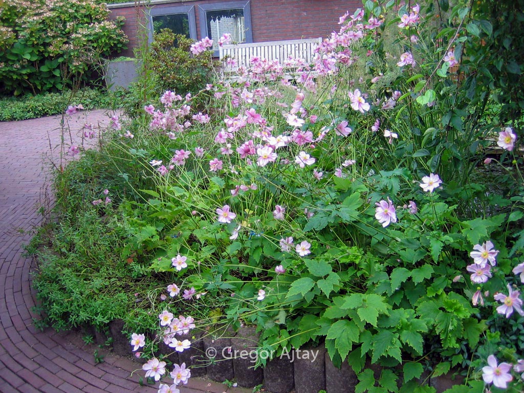 Anemone hybrida ‘Lady Gilmour’
