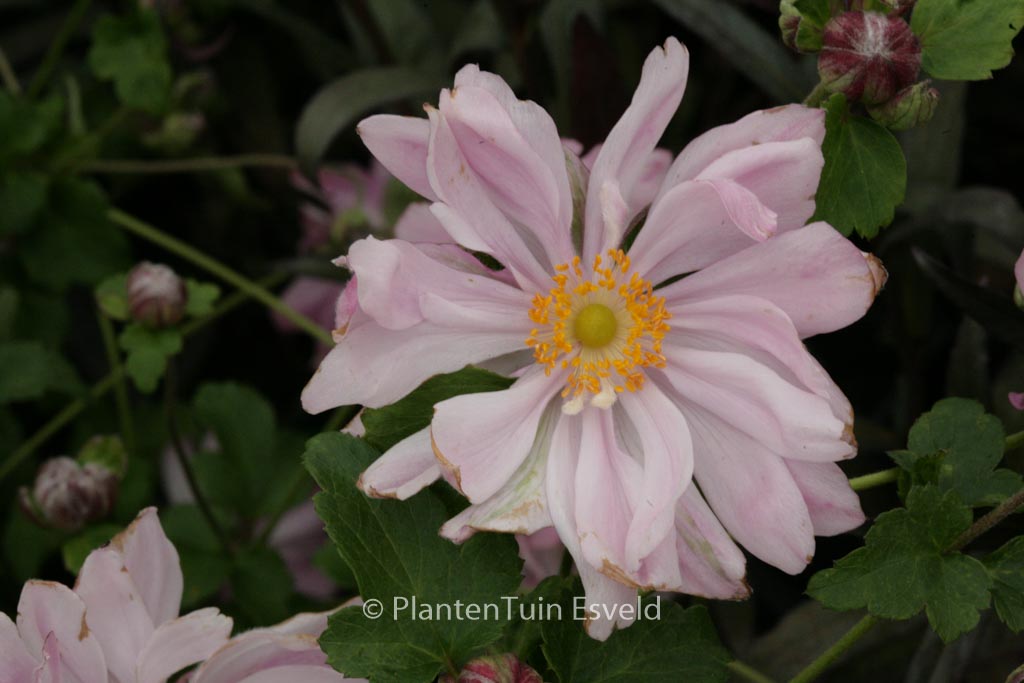 Anemone hybrida ‘Mont-rose’