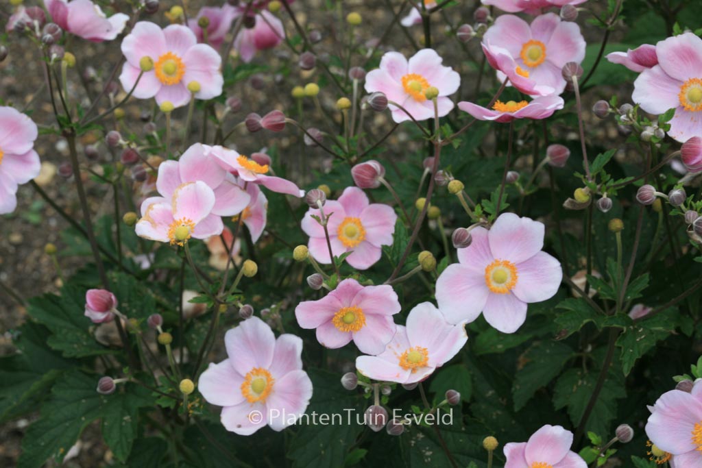 Anemone hybrida ‘Ouverture’