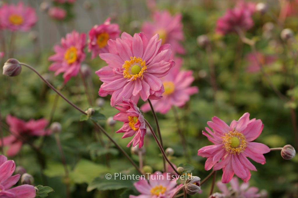Anemone hybrida ‘Pamina’