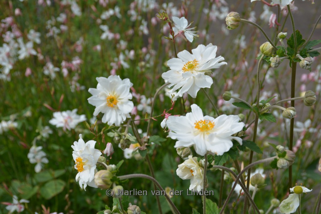Anemone hybrida ‘Whirlwind’