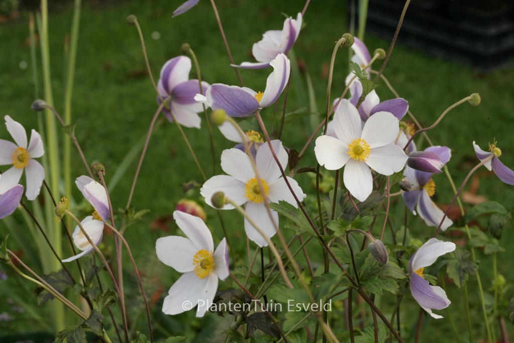 Anemone hybrida ‘Wild Swan’